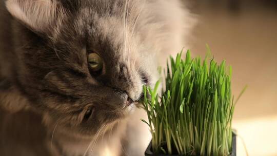 4K猫草、小猫吃猫草、剪指甲视频素材模板下载