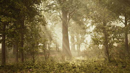 迷雾森林中爆发的阳光