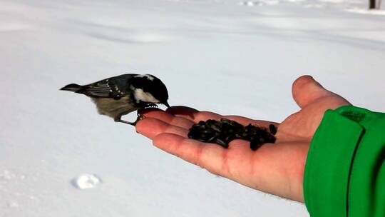 在雪中靠手进食的鸟