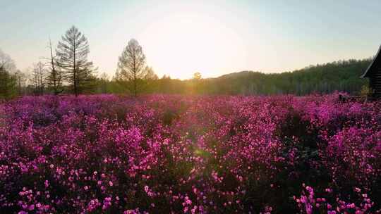 兴安杜鹃花