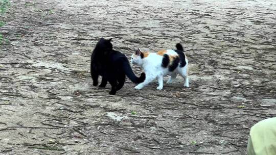 草地上的两只猫咪野猫流浪猫