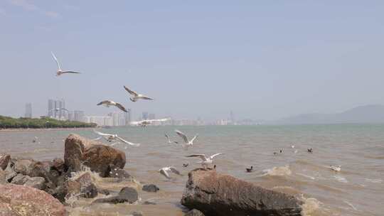 海鸥在海边盘旋飞翔