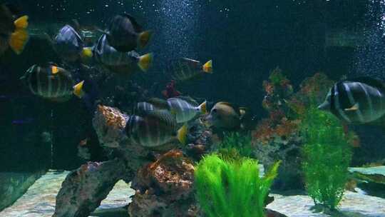 海洋水族馆水下游动的鱼类