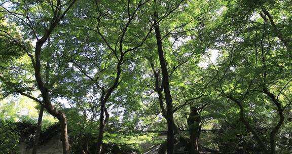 秋天苏州园林留园活泼泼地秋色意境