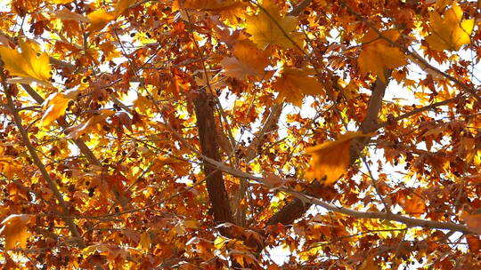 秋季 金色 梧桐树叶 果实 落叶纷纷视频素材模板下载