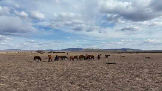 初春积雪融化后枯黄的草场上觅食的马群
