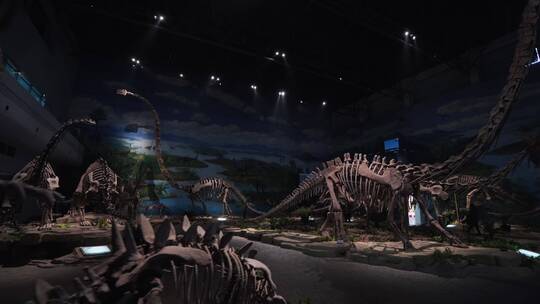 自贡恐龙博物 恐龙化石