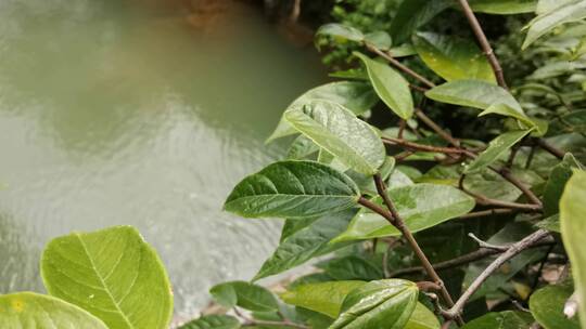 山涧清泉任性流 远无积虑近无忧