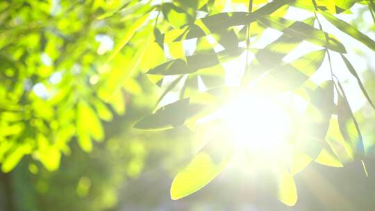 小区生活-夏天阳光树叶-幸福生活