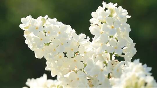 白色的丁香花和春天的阳光