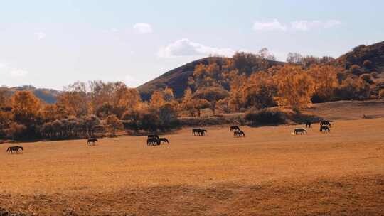 内蒙古乌兰布统景区坝上草原的马群视频素材模板下载