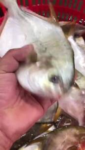 鲜活金鲳鱼实拍