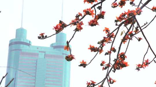 城市中木棉花与高楼同框画面