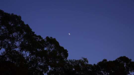 夜晚月亮树林夜幕降临森林半月夜空天空黑夜