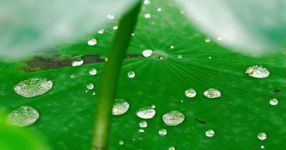 雨后荷叶上的露水珠