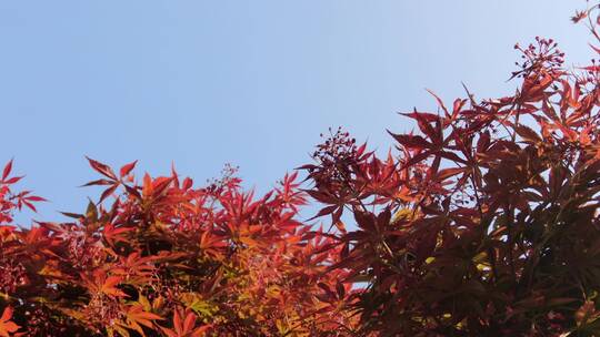 实拍蓝天红色枫叶植物