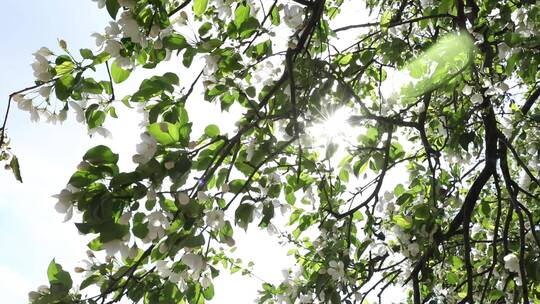 白色梨花梨树阳光光线特写梨花