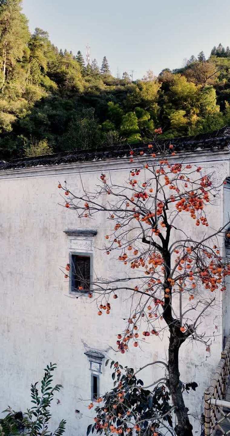 江西婺源篁岭秋天鸟儿吃柿子