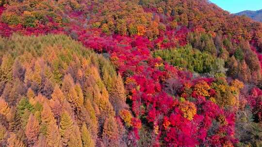 辽宁本溪秋天枫叶本桓公路