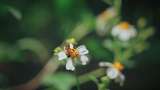 白花鬼针草开花春雷春雨春天绿植2574高清在线视频素材下载