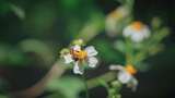 白花鬼针草开花春雷春雨春天绿植2574高清在线视频素材下载