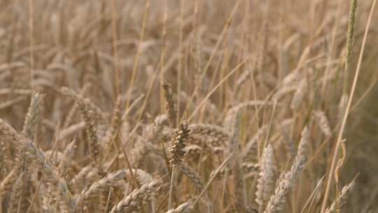 小麦 麦田 丰收 麦浪  小麦生长视频素材模板下载