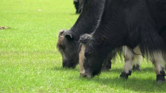 牦牛在田里吃草视频素材模板下载