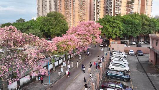 中国广东省广州市天河区华南师范大学异木棉