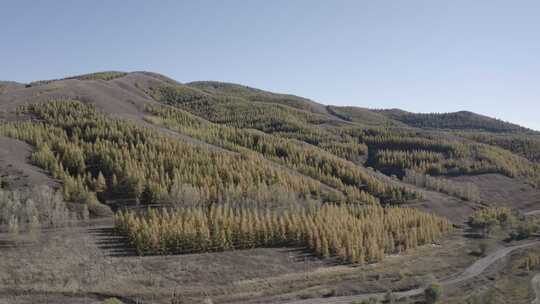 航拍内蒙古呼和浩特大青山人工林秋季风光