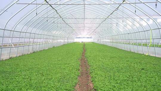 温室大棚内的蔬菜种植场景