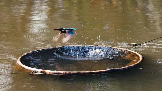 慢动作拍摄扑入水中吃鱼的翠鸟