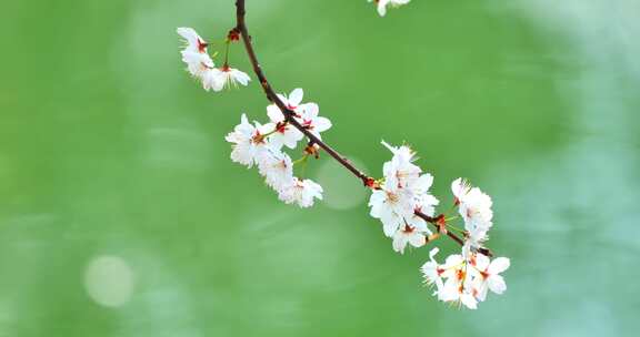 4k池塘边的樱花花簇特写升格