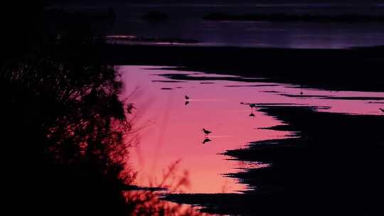 夕阳下的湖面 唯美夕阳 湖面晚霞 天鹅 白鹭