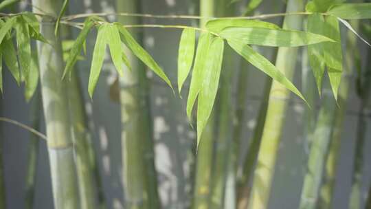 阳光透过竹林把影子打在墙上