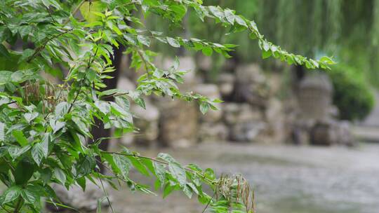 中式园林古莲花池雨景