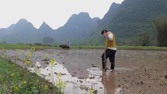 农民牵牛耕地的春耕景象