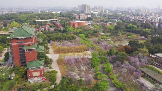 广州华南农业大学紫荆花