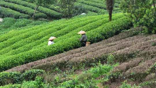 仙人山景区布央茶山航拍