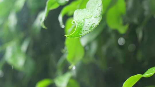 下雨天桂花树金桂八月桂花植物水滴升格