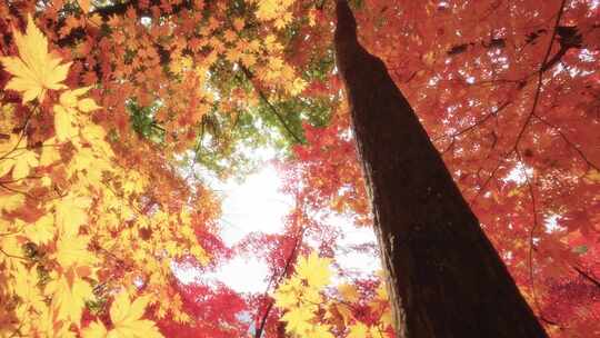 辽宁本溪秋天枫叶空镜头