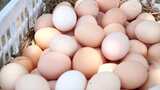 土鸡蛋 散养土鸡蛋 农家土鸡蛋高清在线视频素材下载