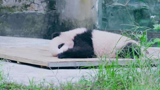 大熊猫幼崽晒太阳视频素材模板下载