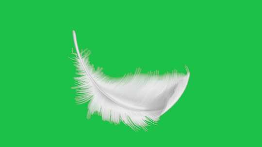 白色羽毛飘落 带绿屏