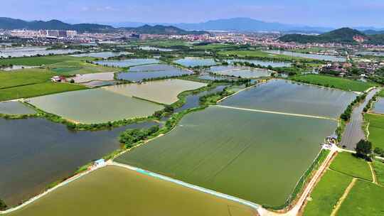 航拍大面积淡水珍珠养殖产业基地