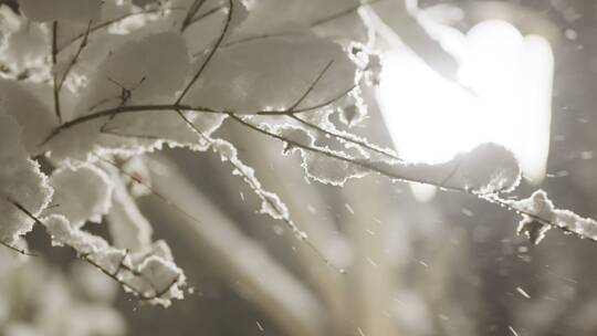 小区下雪夜景唯美飘雪