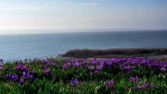 海边草地上的紫罗兰花