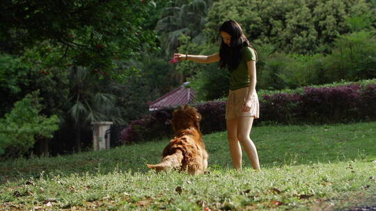 夏天公园里美女训练宠物狗金毛犬跳跃