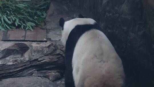 四川卧龙国家级保护动物大熊猫视频素材模板下载