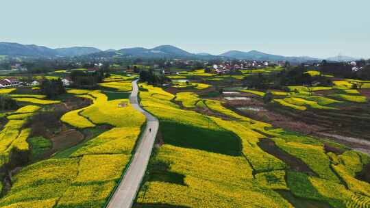 航拍美丽乡村油菜花