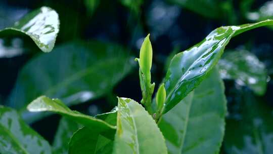 雨中鲜嫩茶叶特写